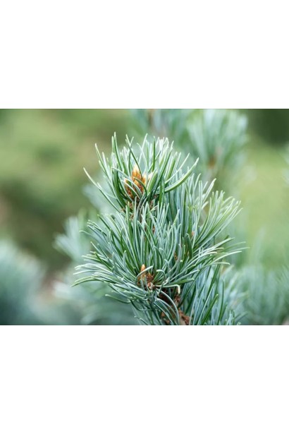 Сосна дрібноквіткова Темпельгоф 